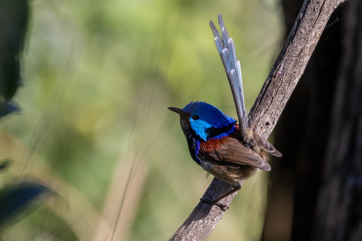 Variegated Fairywren - ML623977221