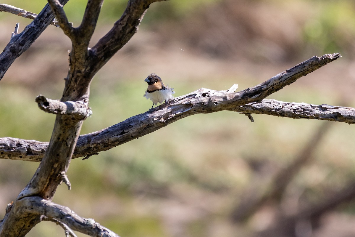 Chestnut-breasted Munia - ML623977226