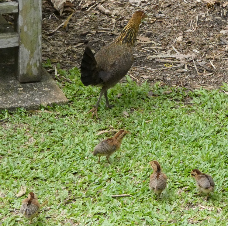 Red Junglefowl - Franz song