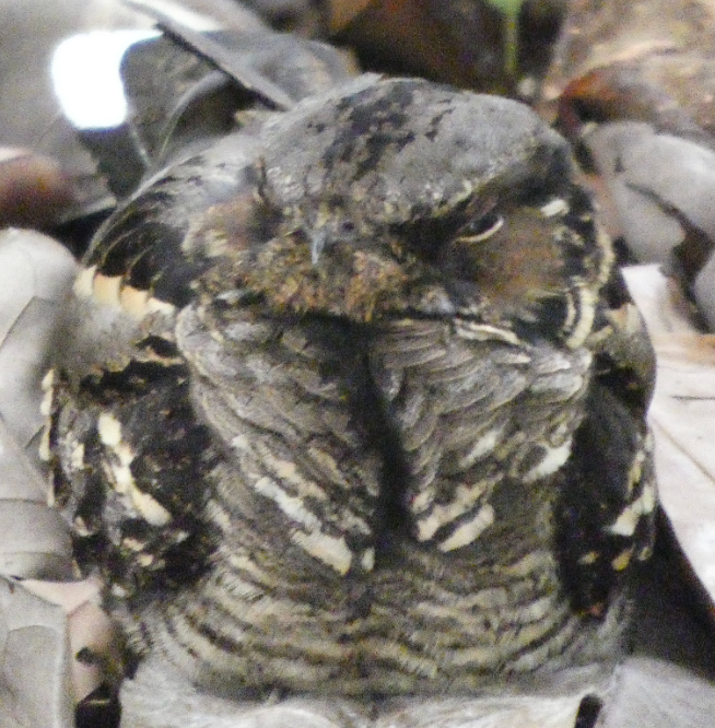 Large-tailed Nightjar - ML623977280