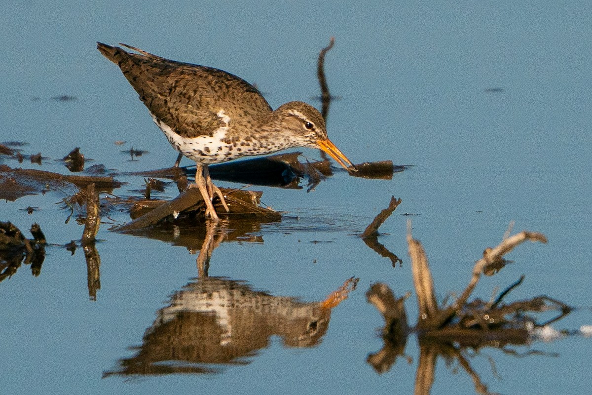 Spotted Sandpiper - Matt Hoberg