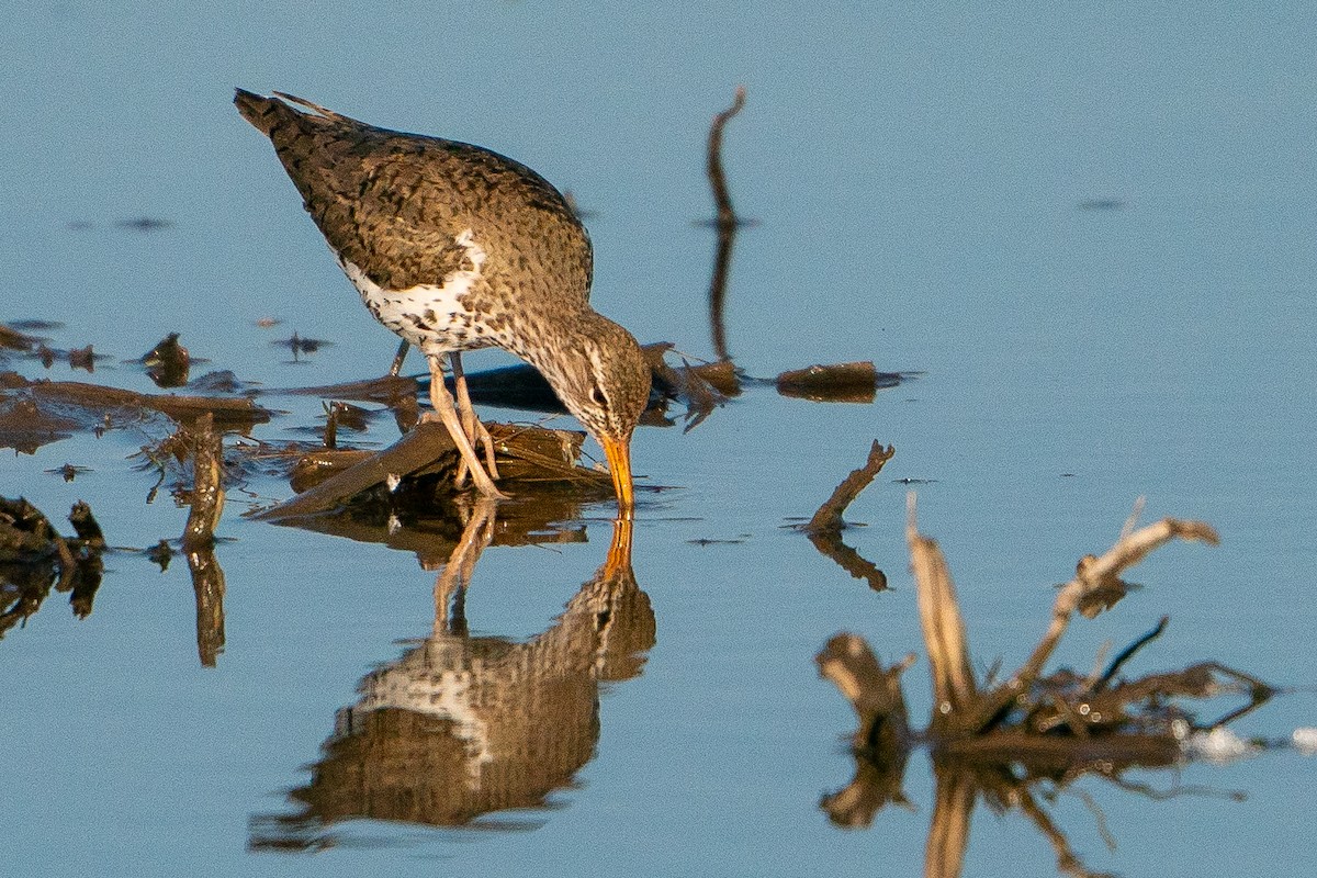 Spotted Sandpiper - Matt Hoberg