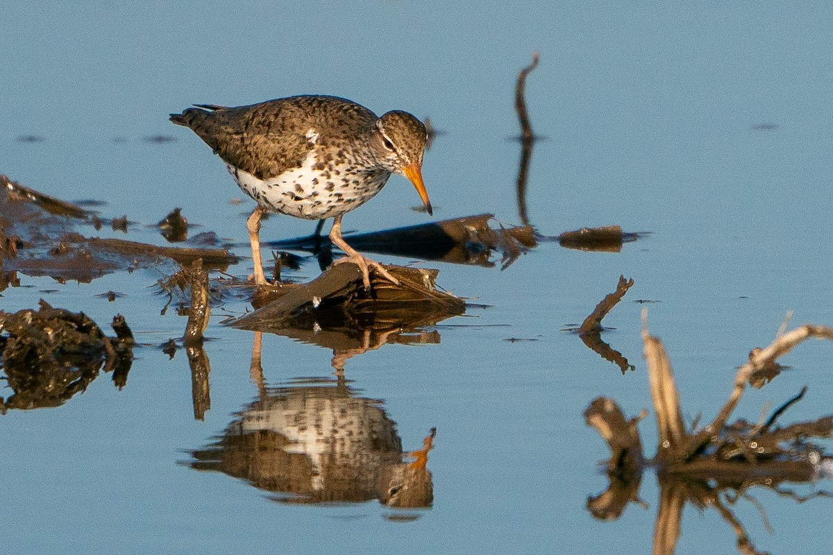 Spotted Sandpiper - Matt Hoberg