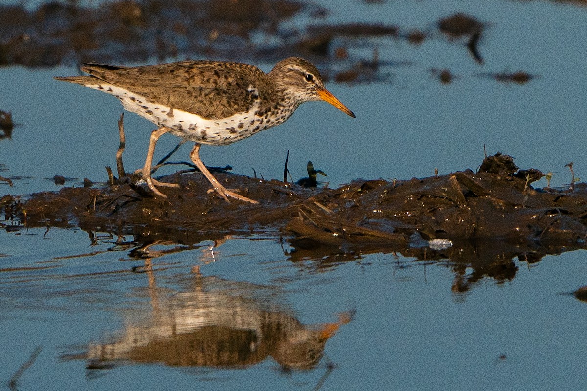 Spotted Sandpiper - Matt Hoberg