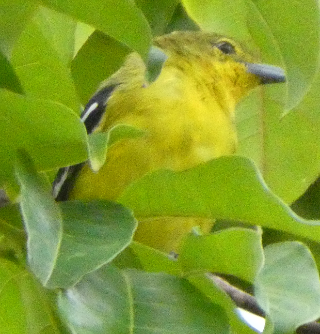 Common Iora - ML623977314