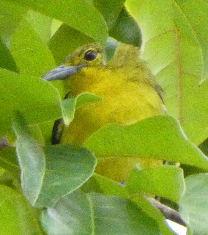 Common Iora - ML623977319