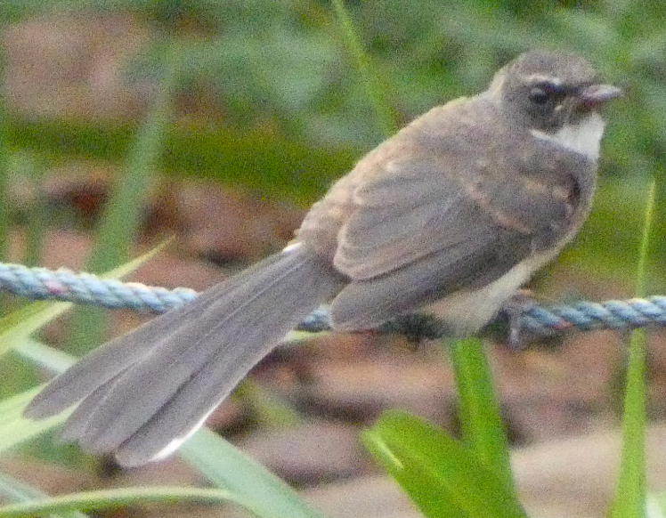 Malaysian Pied-Fantail - ML623977323