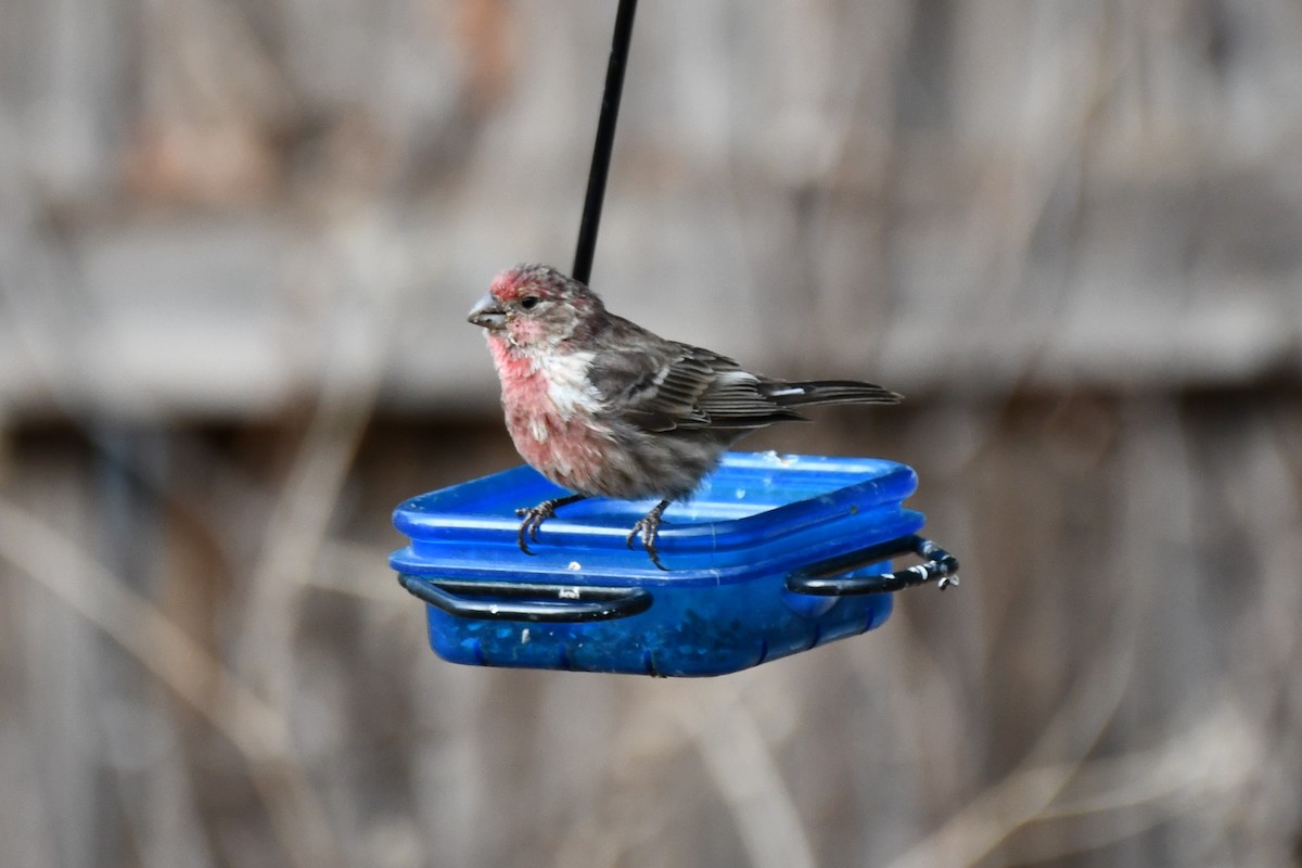 House Finch - ML623977326