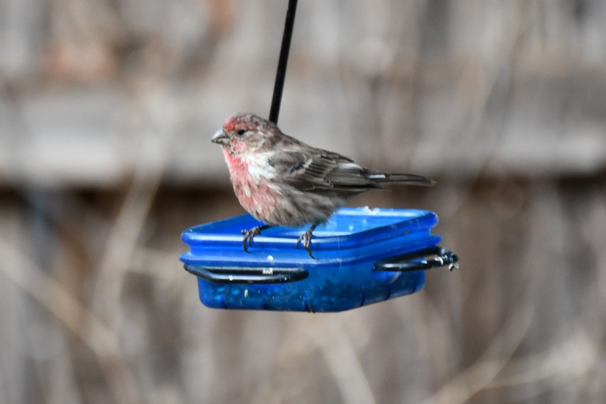 House Finch - ML623977327