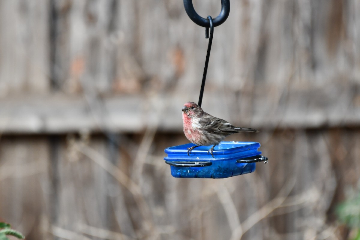 House Finch - ML623977328