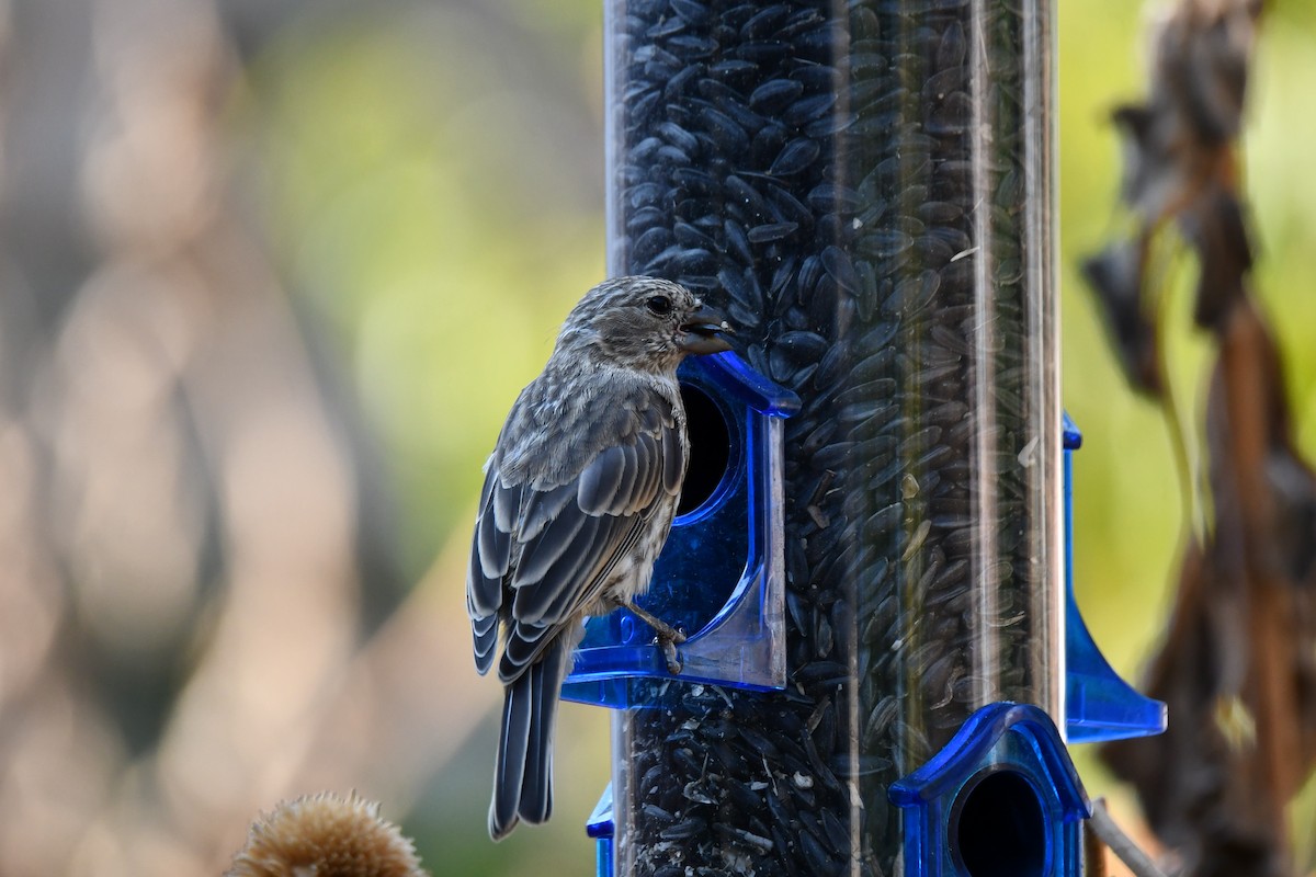 House Finch - ML623977329