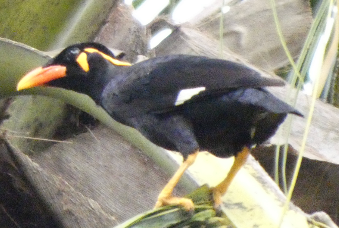 Common Hill Myna - ML623977331