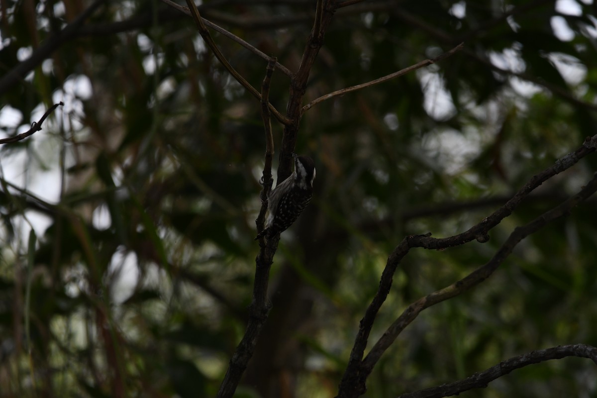 Sunda Pygmy Woodpecker - ML623977334