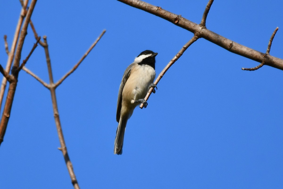 Carolina Chickadee - ML623977335