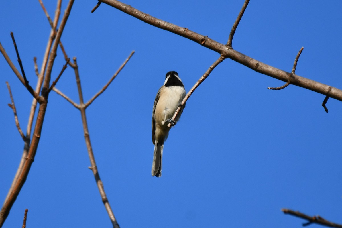 Carolina Chickadee - ML623977336