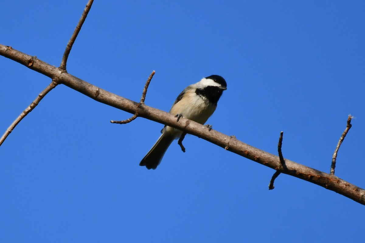 Carolina Chickadee - ML623977337