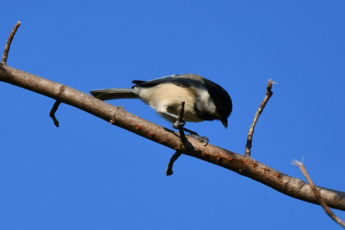 Carolina Chickadee - ML623977338