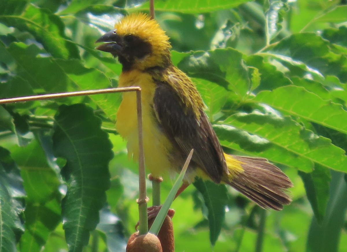 Asian Golden Weaver - ML623977339