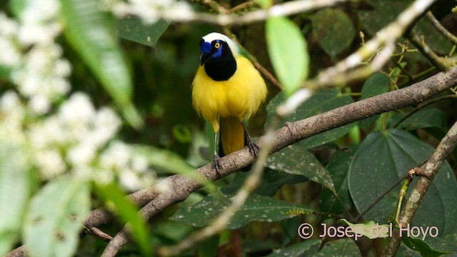 Green Jay (Inca) - ML623977340