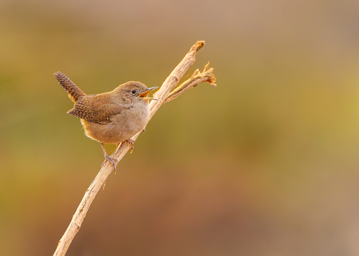 Northern House Wren (Northern) - ML623977341
