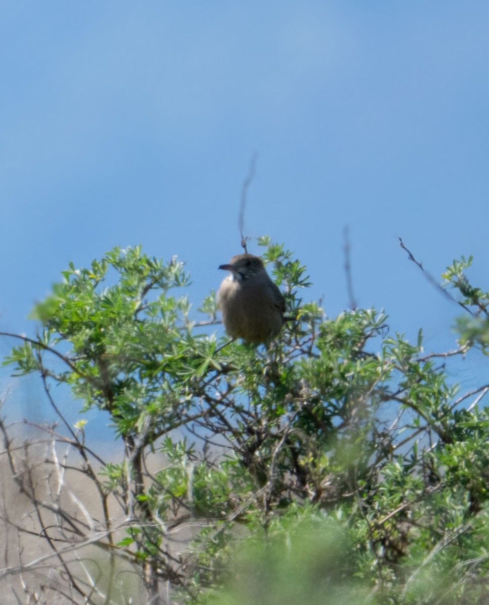 Great Shrike-Tyrant - ML623977346