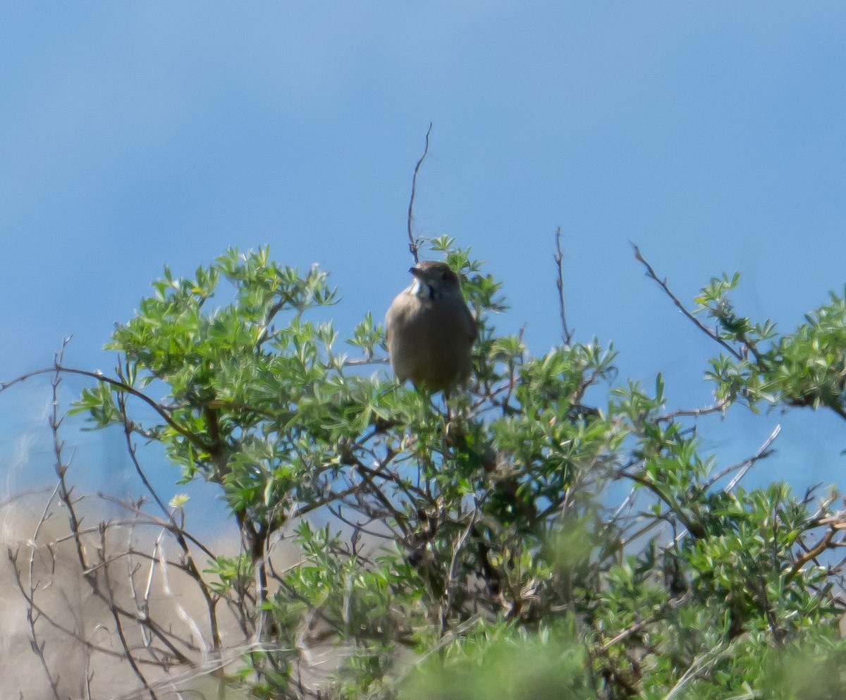 Great Shrike-Tyrant - ML623977347