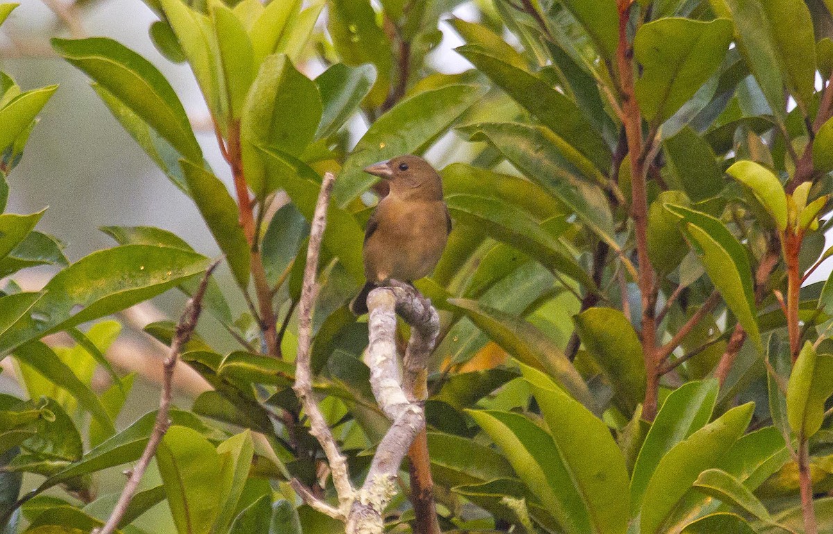 Cone-billed Tanager - ML623977348