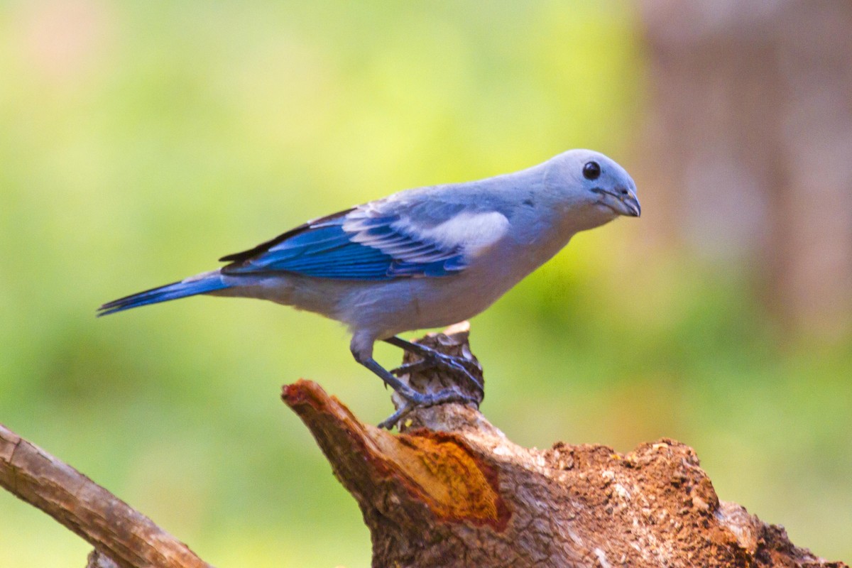 Blue-gray Tanager - ML623977351