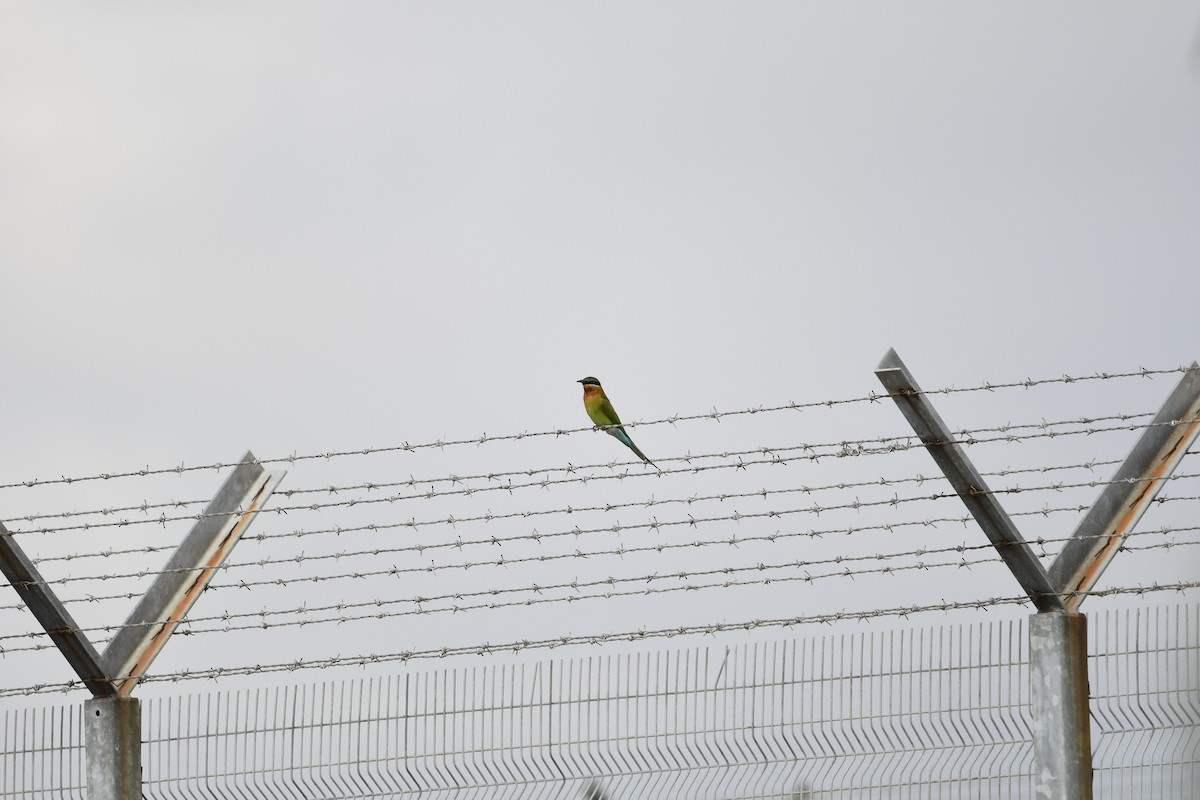 Blue-tailed Bee-eater - Minudika Malshan