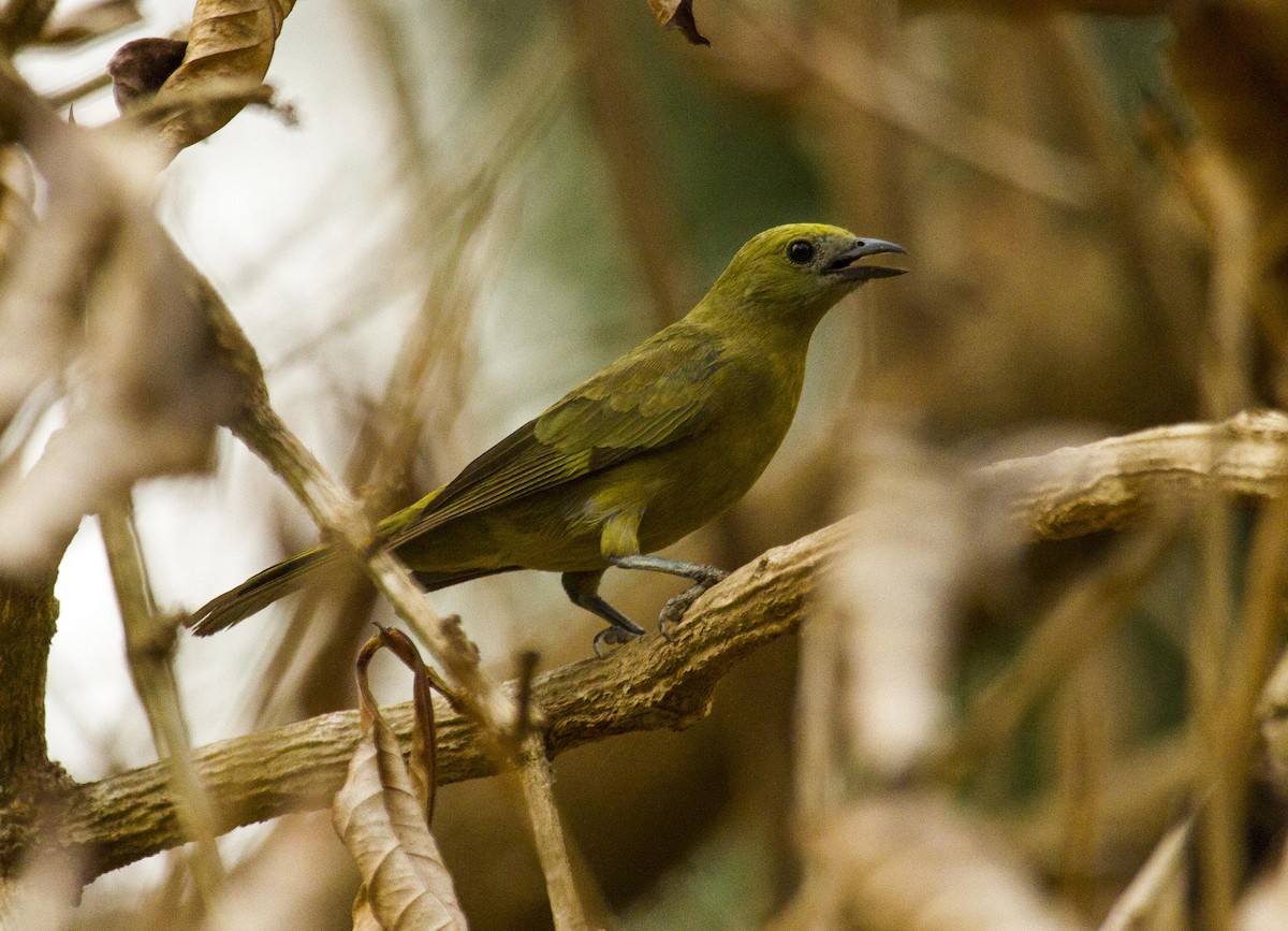 Palm Tanager - ML623977357