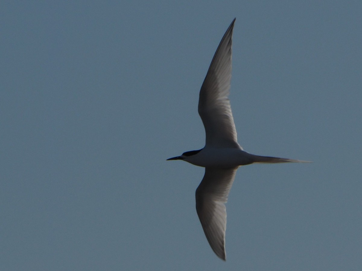 White-fronted Tern - ML623977359