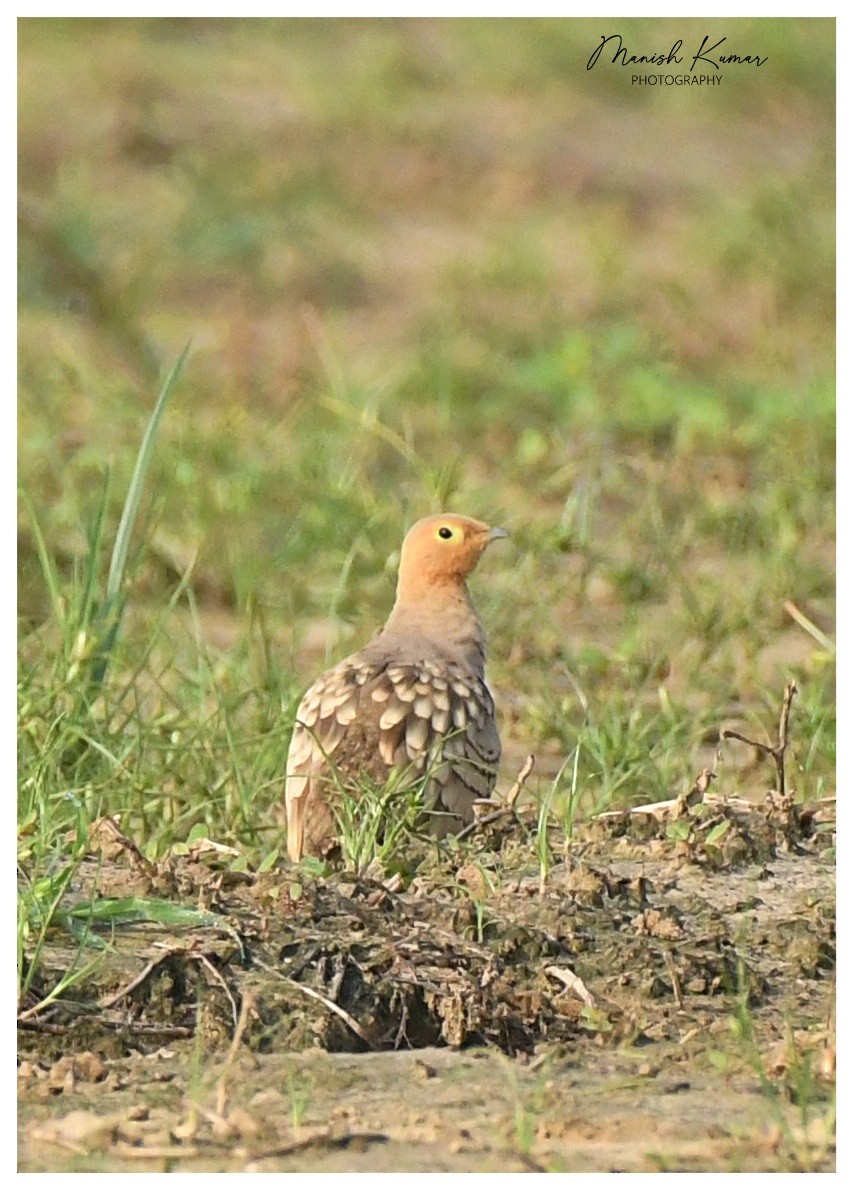 Chestnut-bellied Sandgrouse - ML623977377