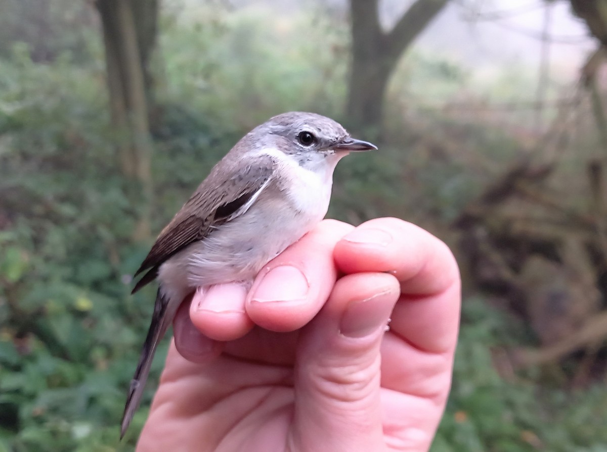 Lesser Whitethroat - Peter Middleton