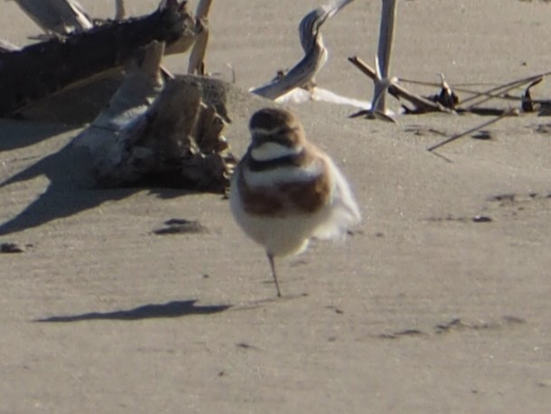 Double-banded Plover - ML623977426