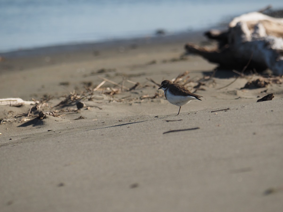 Double-banded Plover - ML623977427