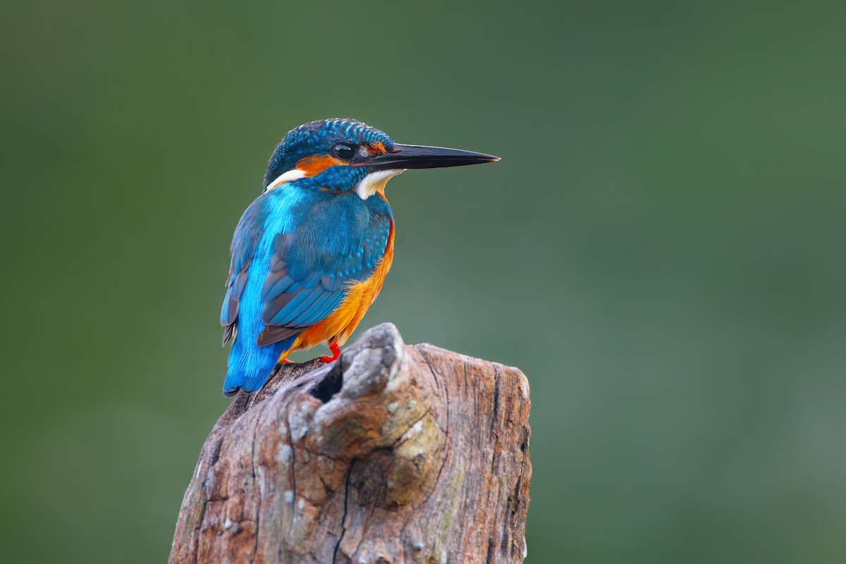 Common Kingfisher (Common) - ML623977432