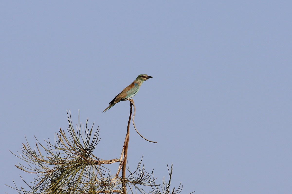 European Roller - Chris Kehoe