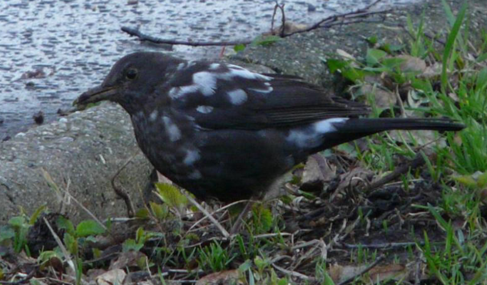 Eurasian Blackbird - ML623977448