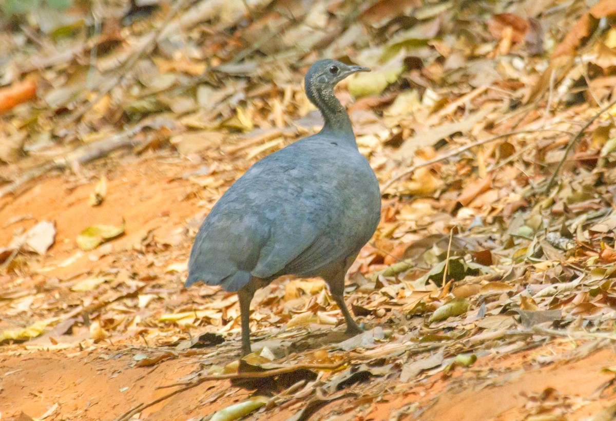 Gray Tinamou - ML623977453