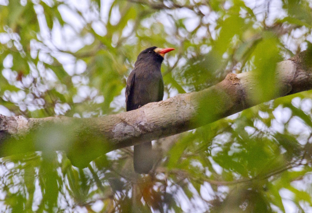 White-fronted Nunbird - ML623977471