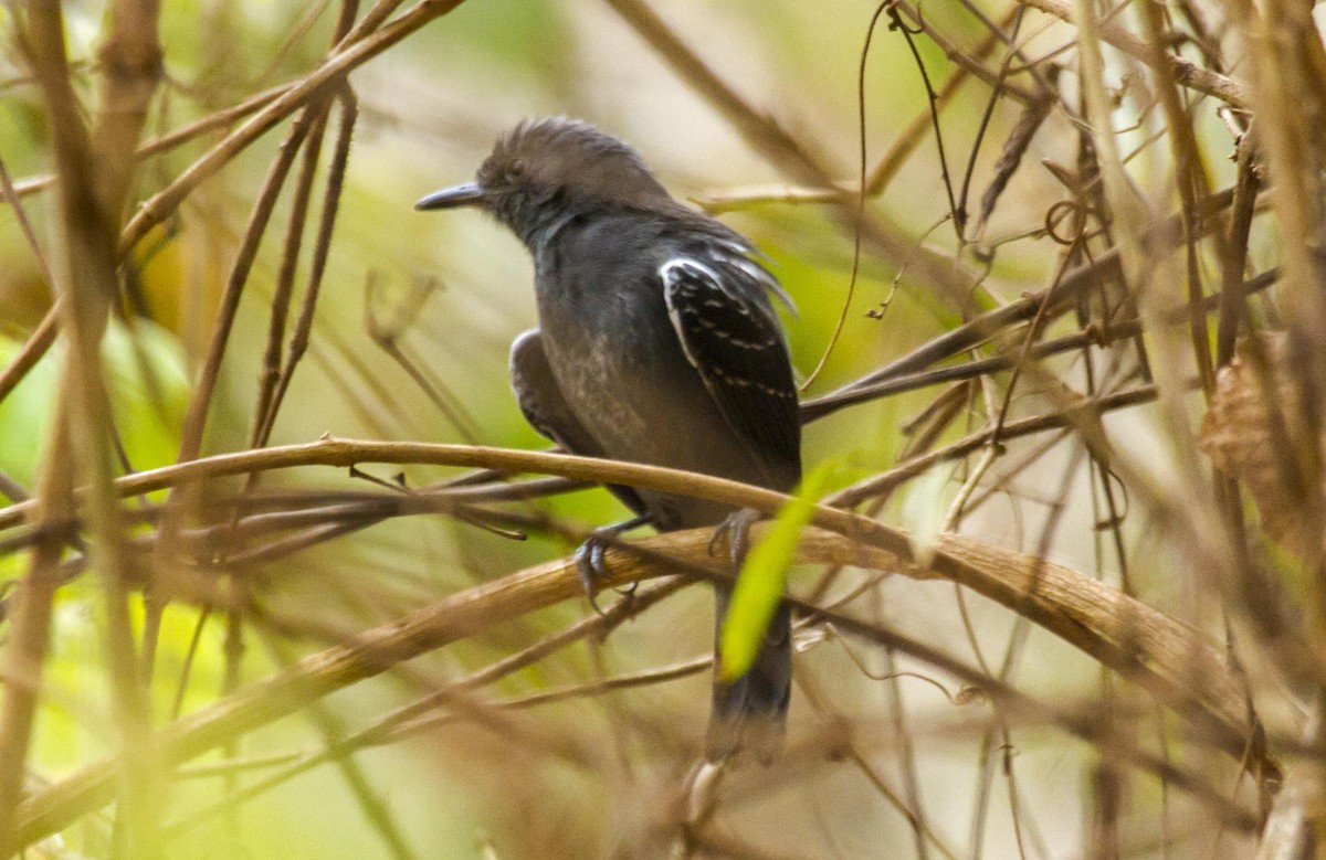 Blackish Antbird - ML623977482