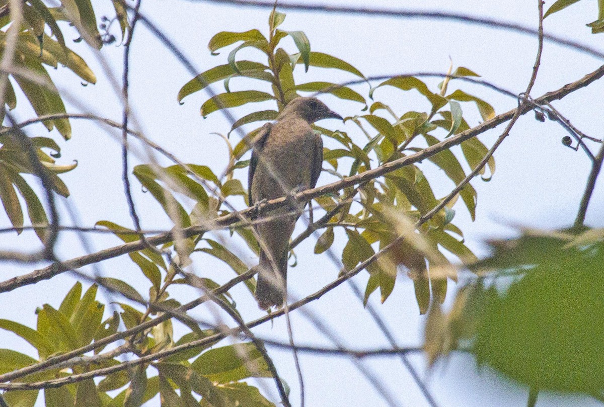 Spangled Cotinga - ML623977492