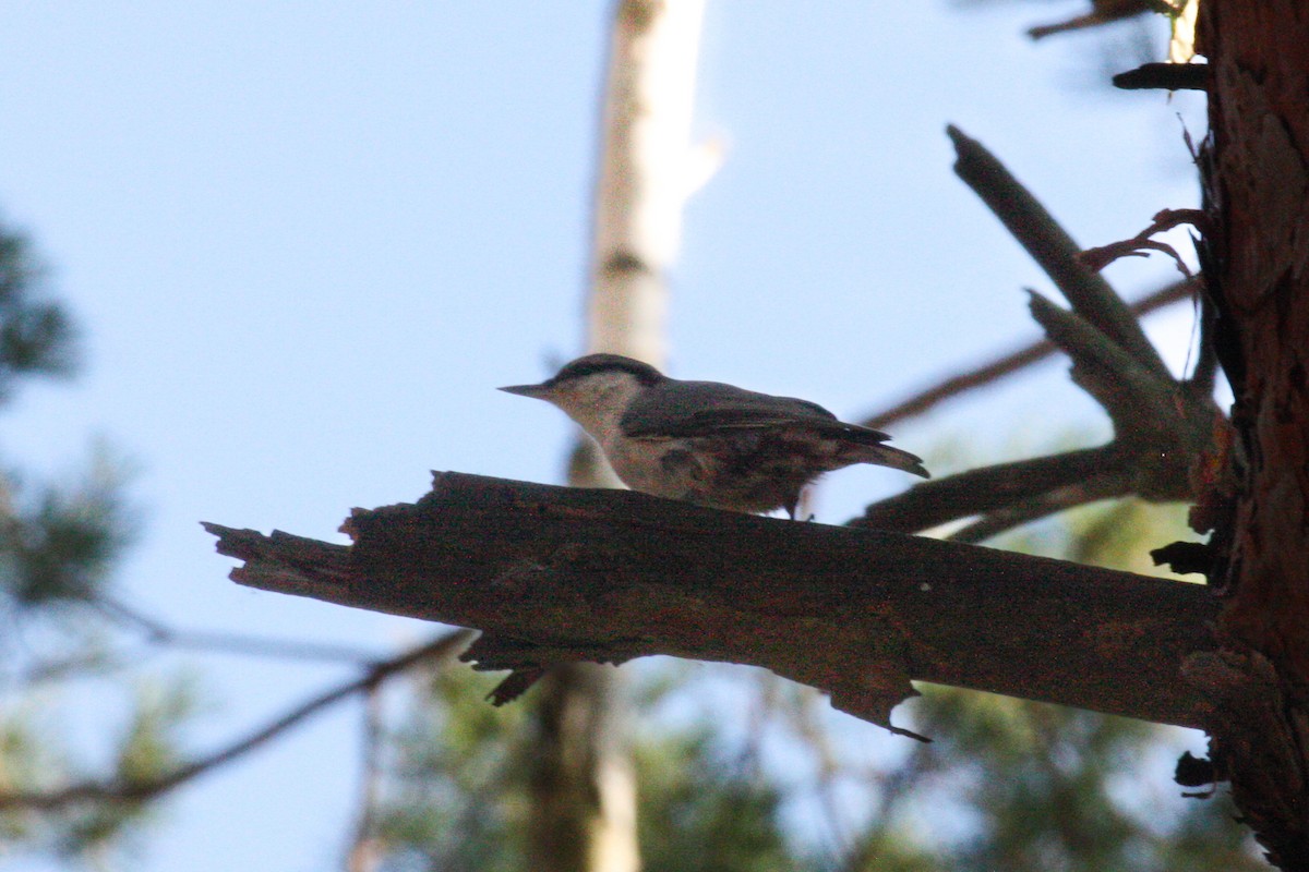 Eurasian Nuthatch (Western) - ML623977513