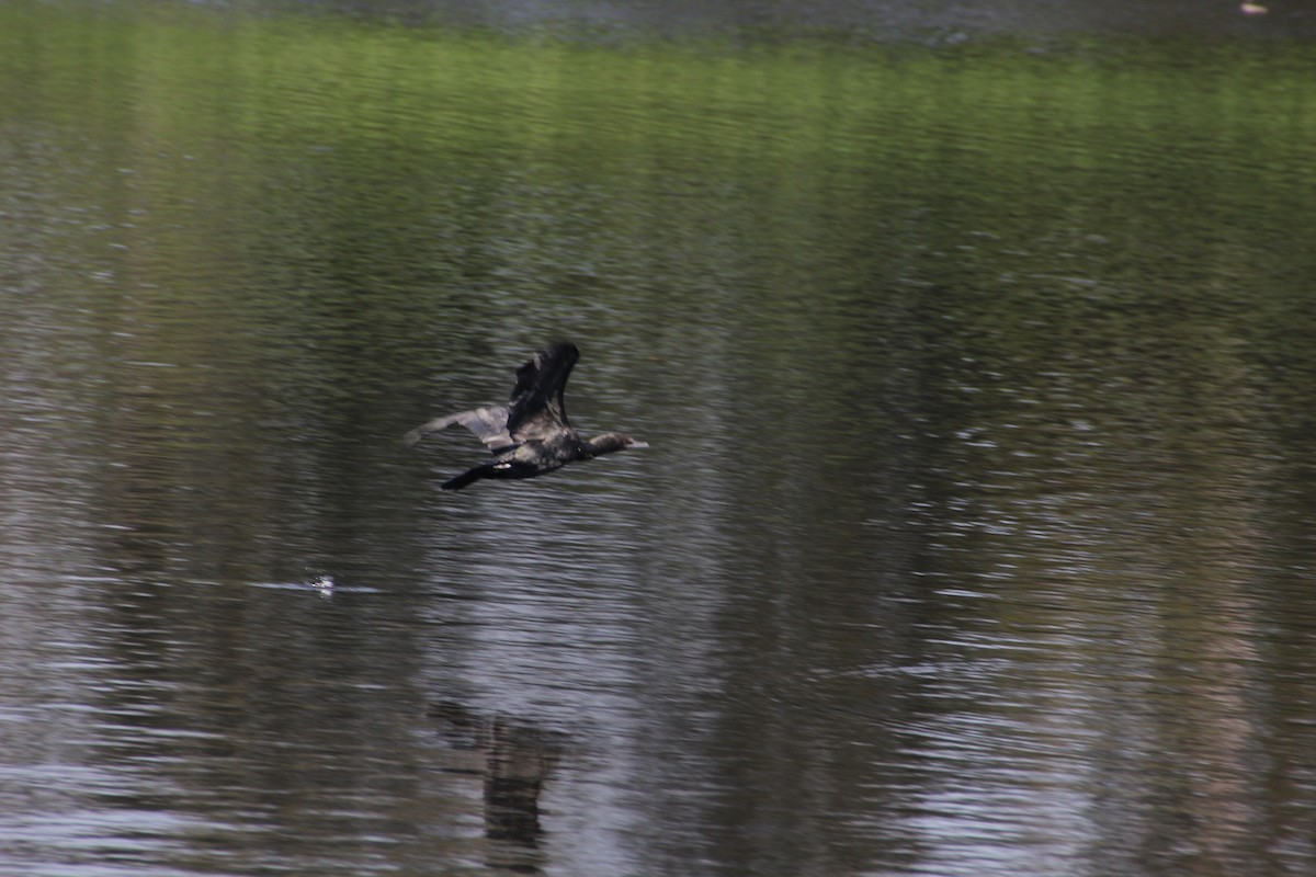 Little Black Cormorant - ML623977525