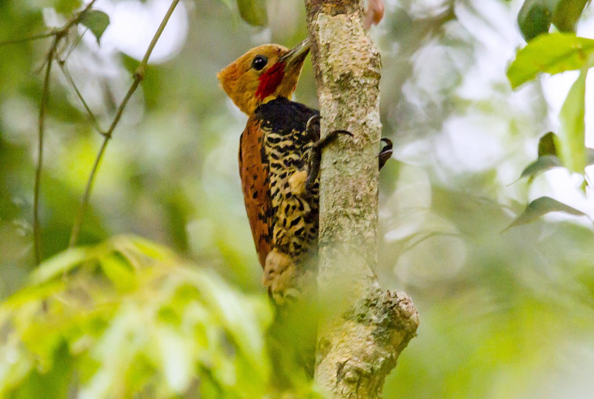 Ringed Woodpecker - ML623977555