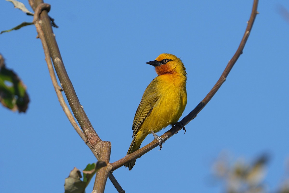 Spectacled Weaver - ML623977560