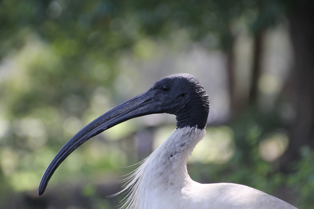 Australian Ibis - ML623977565