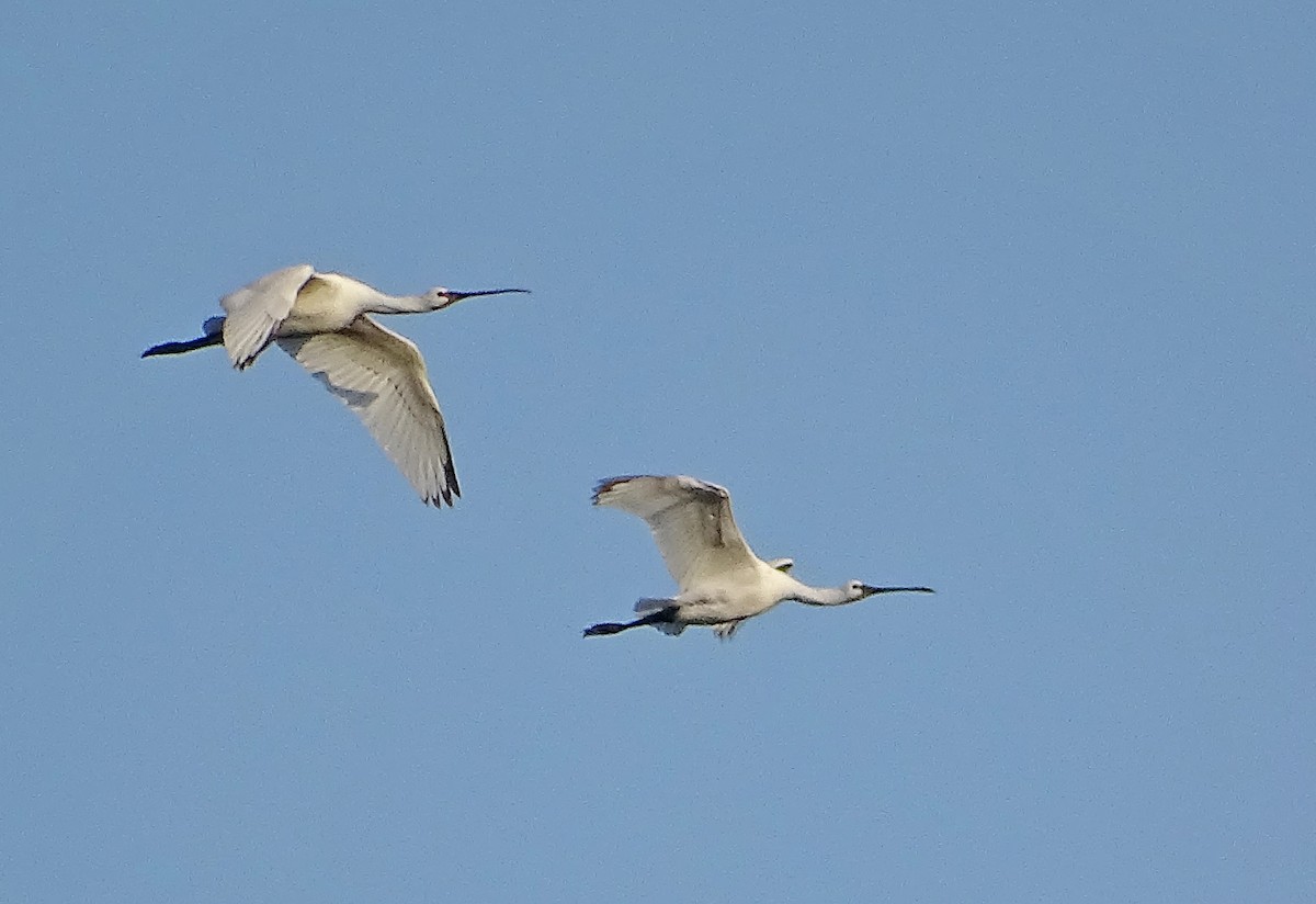 Eurasian Spoonbill - ML623977580