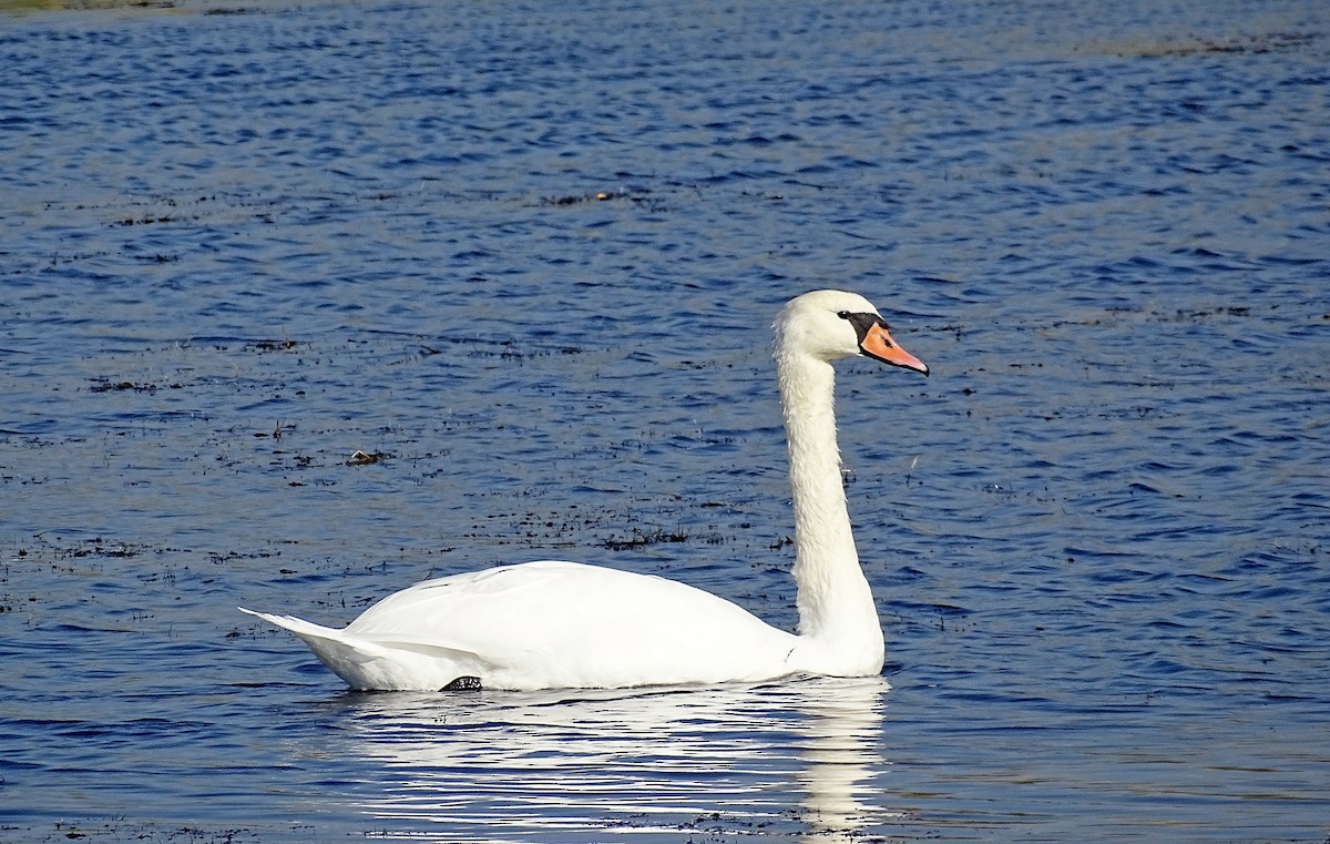 Mute Swan - ML623977584