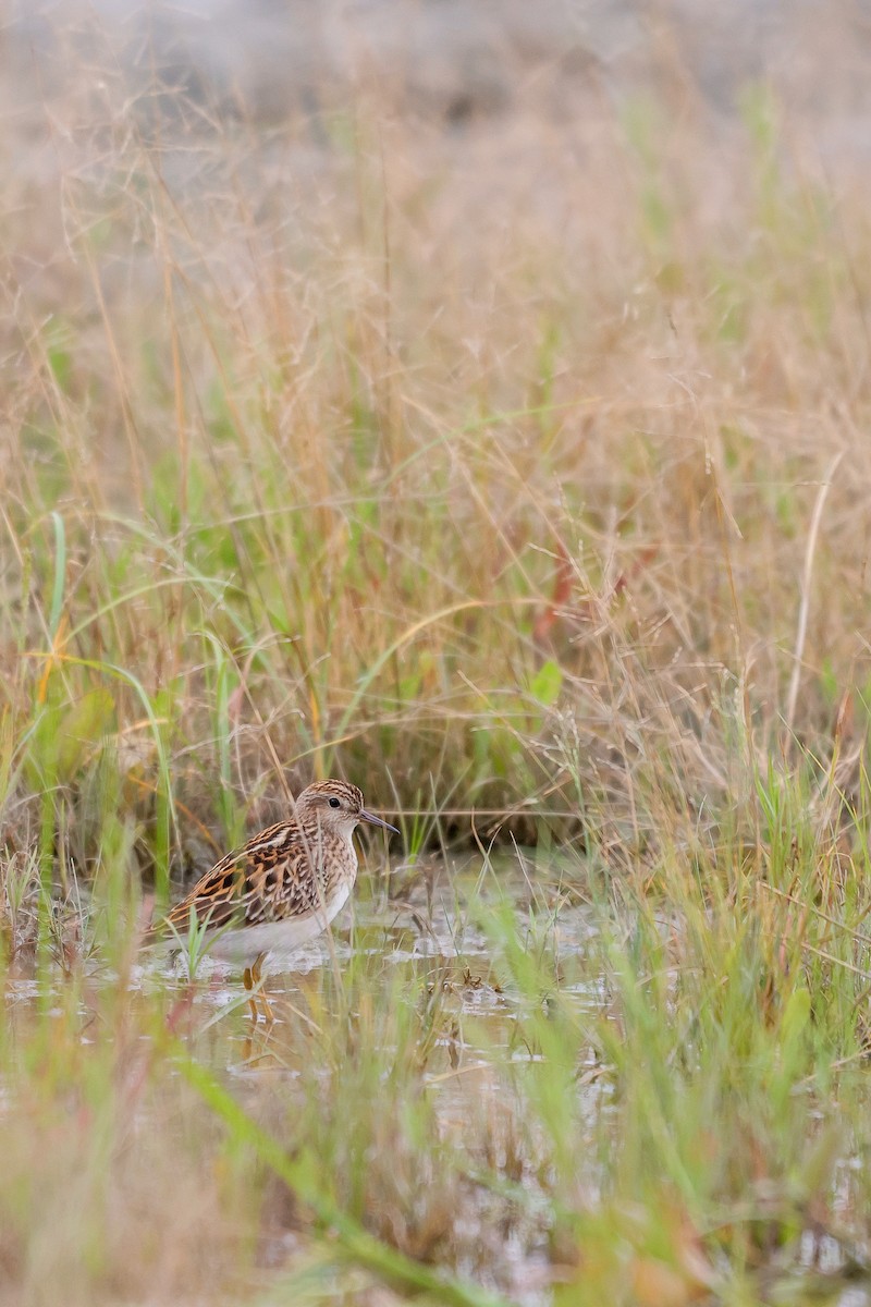 Long-toed Stint - ML623977586